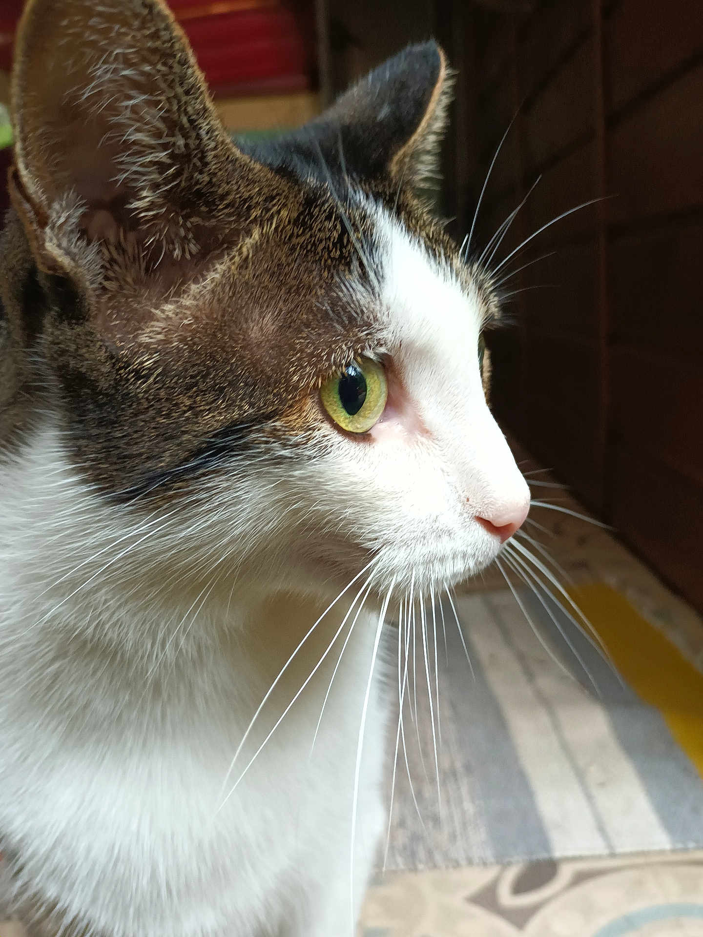 Pitou
