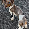 Millie is registered to the contest to win money with this photo: dog, puppy, spotted_coat, brown_and_white, animal, pet, outdoors, asphalt, road, standing, looking_back, collar, leash, long_ears, short_legs, small_dog, portrait, daylight, pavement, candid