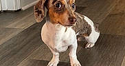 Millie joined the competition — help win amazing prizes! dog, puppy, dachshund, speckled_coat, brown_and_white, floppy_ears, wide_eyes, sitting, indoor, wooden_floor, home, hallway, portrait, pet, animal, short_legs, long_body, cute, alert, funny