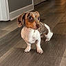 dog, puppy, dachshund, speckled_coat, brown_and_white, floppy_ears, wide_eyes, sitting, indoor, wooden_floor, home, hallway, portrait, pet, animal, short_legs, long_body, cute, alert, funny