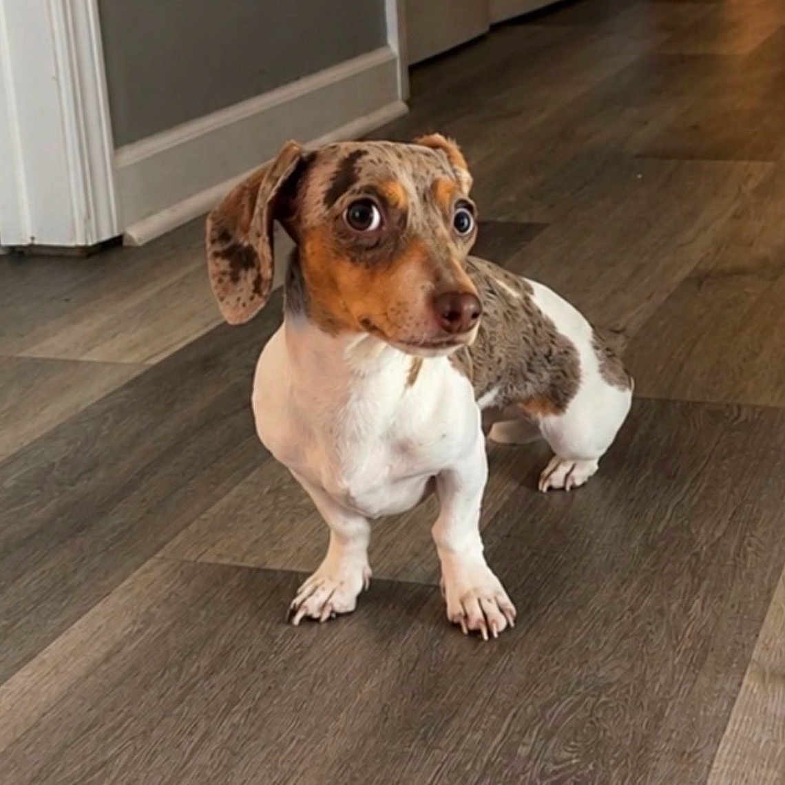 Millie joined the competition — help win amazing prizes! dog, puppy, dachshund, speckled_coat, brown_and_white, floppy_ears, wide_eyes, sitting, indoor, wooden_floor, home, hallway, portrait, pet, animal, short_legs, long_body, cute, alert, funny