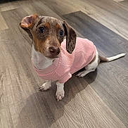 Millie is registered to the contest to win money with this photo: dog, puppy, pink_sweater, clothing, floppy_ears, brown_and_white, sitting, indoors, wooden_floor, flooring, pet, canine, cute, wide_eyes, looking_at_camera, tail, paws, portrait, home, animal