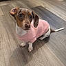 dog, puppy, pink_sweater, clothing, floppy_ears, brown_and_white, sitting, indoors, wooden_floor, flooring, pet, canine, cute, wide_eyes, looking_at_camera, tail, paws, portrait, home, animal