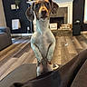 Millie is registered to the contest to win money with this photo: dog, canine, standing, upright, brown_and_white, long_ears, short_hair, wide_eyes, cute, portrait, indoors, living_room, fireplace, sofa, couch, hardwood_floor, home_decor, houseplants, pet, funny_pose