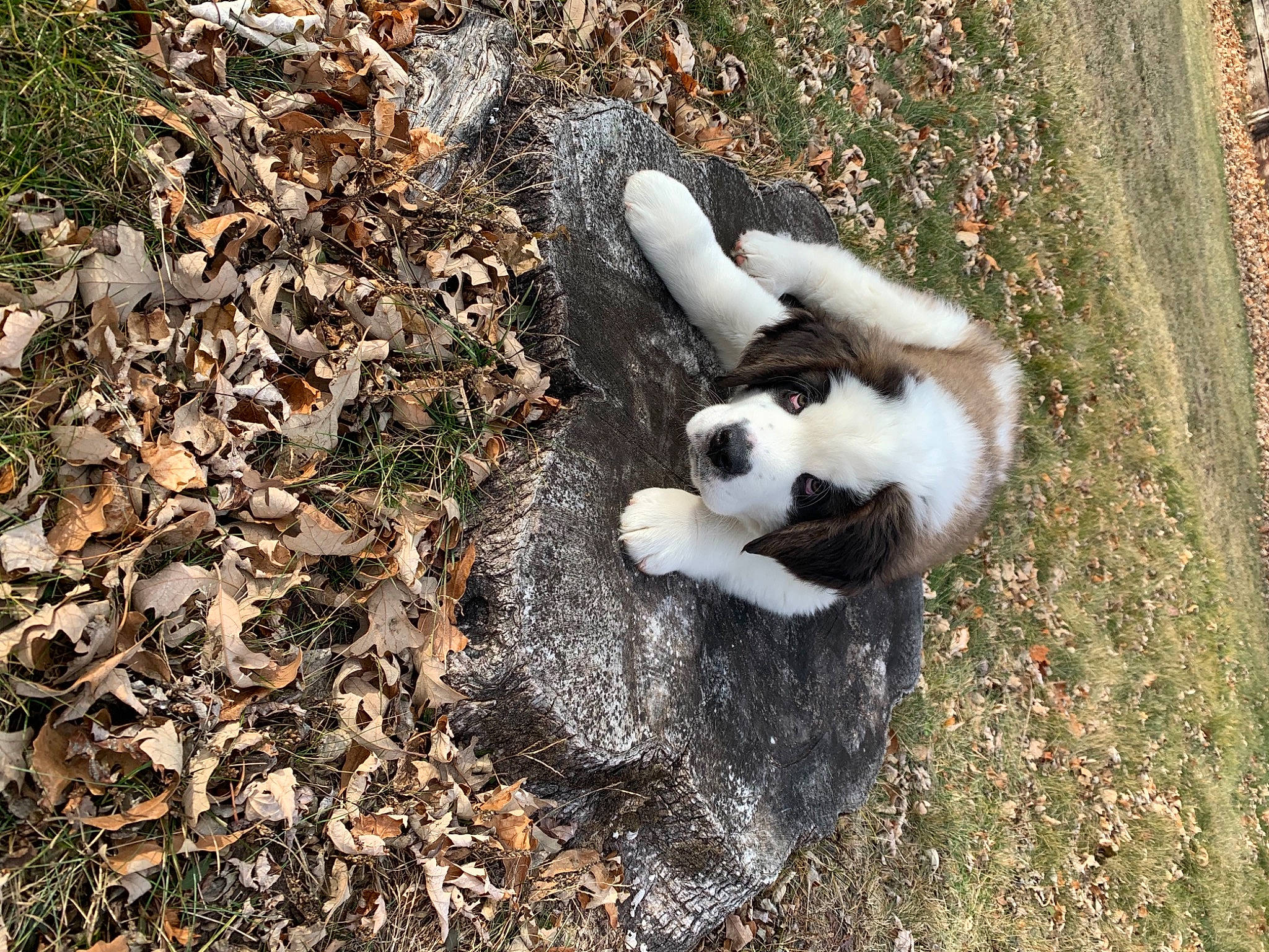 Duke is registered to the contest to win money with this photo: autumn, deciduous, fur, groundcover, panda, paw, stuffed_toy, terrestrial_animal, toy