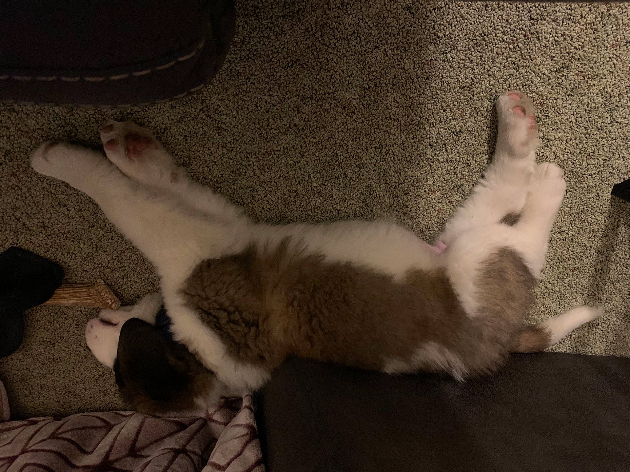 Duke is registered to the contest to win money with this photo: carnivore, carpet, cat, comfort, felidae, foot, fur, paw, small_to_medium_sized_cats, tail, toe, whiskers