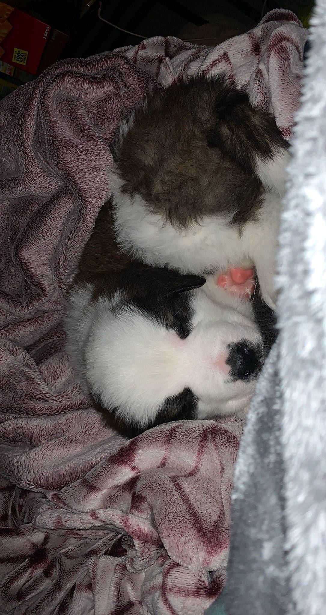 Duke joined the competition — help win amazing prizes! fawn, fur, natural_material, paw, sleep, small_to_medium_sized_cats, textile, wool, woolen