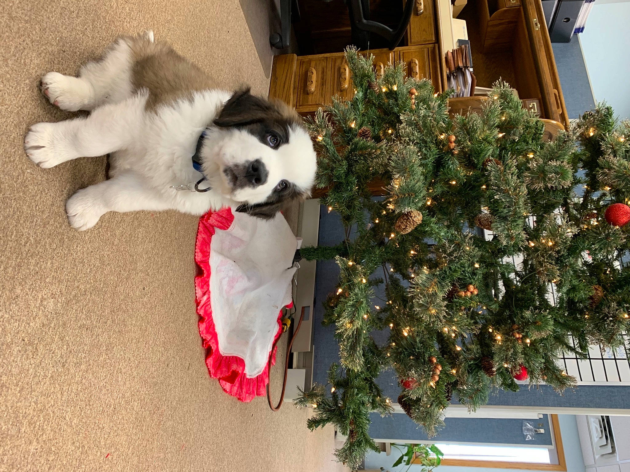 Duke is registered to the contest to win money with this photo: canidae, carnivore, christmas, christmas_decoration, christmas_eve, christmas_ornament, christmas_tree, companion_dog, conifer, dog, dog_breed, dog_supply, fir, fur, holiday, holiday_ornament, home, ornament, pine_family, sporting_group