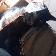 Baghera participe au concours pour gagner de l'argent avec cette photo : animal, black_cat, blur, casual, cat, closeup, couch, domestic_cat, feline, fur, green_eyes, indoor, leather, pet, relaxing, resting, shadow, soft_light, sunlight, whiskers