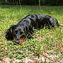 Ellie Mae is registered to the contest to win money with this photo: dog, dachshund, grass, outdoor, pet, animal, lying_down, sunlight, nature, brown, black, snout, ears, fur, canine, relaxed, ground, greenery, daylight, watchful