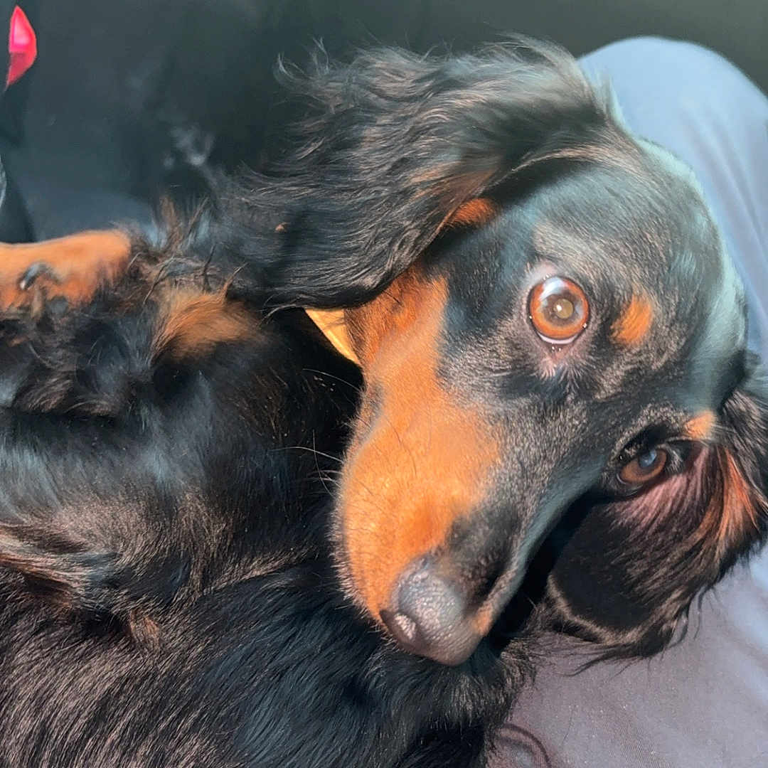 Ellie Mae is registered to the contest to win money with this photo: animal, black_dog, canine, car_interior, close_up, companion, cute, dog, domestic_animal, friendly, fur, indoors, lap, mammal, pet, portrait, relaxed, seat, soft_light, tan_markings