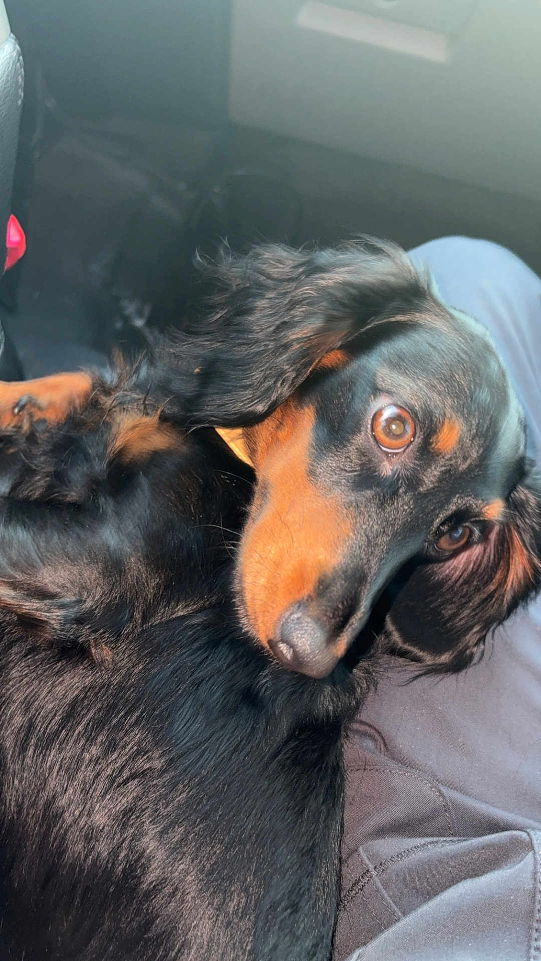 Ellie Mae is registered to the contest to win money with this photo: dog, black_dog, tan_markings, pet, animal, close_up, fur, lap, indoors, car_interior, seat, soft_light, companion, relaxed, cute, portrait, mammal, canine, domestic_animal, friendly