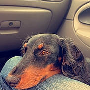 Ellie Mae joined the competition — help win amazing prizes! dog, pet, canine, resting, lap, denim, jeans, car_interior, dashboard, window, close_up, brown_and_black_fur, calm, relaxed, travel, companion, side_view, indoor, animal, comfort