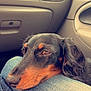dog, pet, canine, resting, lap, denim, jeans, car_interior, dashboard, window, close_up, brown_and_black_fur, calm, relaxed, travel, companion, side_view, indoor, animal, comfort