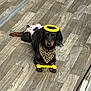 Ellie Mae is registered to the contest to win money with this photo: dog, dachshund, pet, costume, halo, toy, floor, bandana, leopard_print, pink_skirt, indoor, animal, lying_down, brown, black, cute, small_dog, paw, accessory, playful