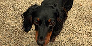 Ellie Mae is registered to the contest to win money with this photo: dog, dachshund, black_and_tan, pet, animal, walking, outdoor, concrete, curious, canine, fur, tail, ears, snout, pavement, nature, greenery, close_up, mammal, companion
