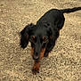 dog, dachshund, black_and_tan, pet, animal, walking, outdoor, concrete, curious, canine, fur, tail, ears, snout, pavement, nature, greenery, close_up, mammal, companion