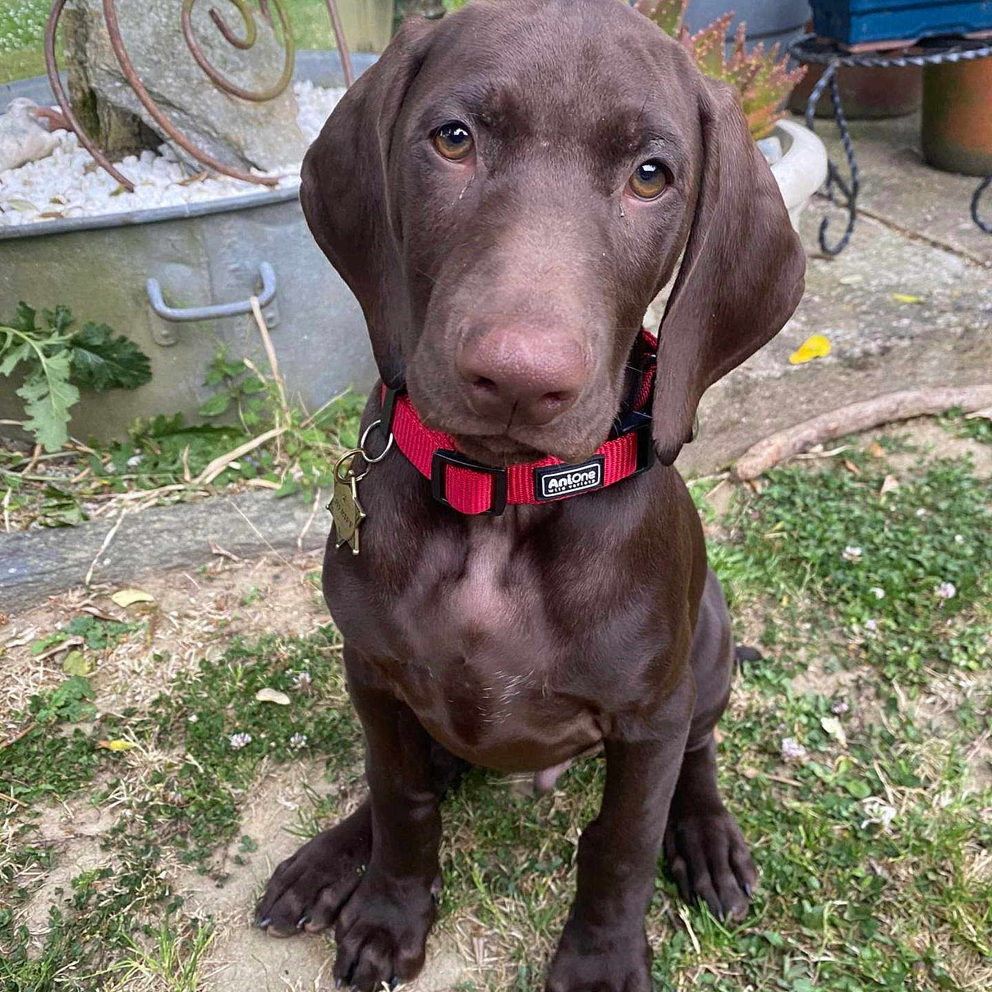 Aïk'O participe au concours pour gagner de l'argent avec cette photo : animal, brown_dog, canine, close_up, collar, cute, daylight, dog, garden, grass, nature, outdoor, pet, plants, potted_plants, puppy, red_collar, sitting, soil, young_dog