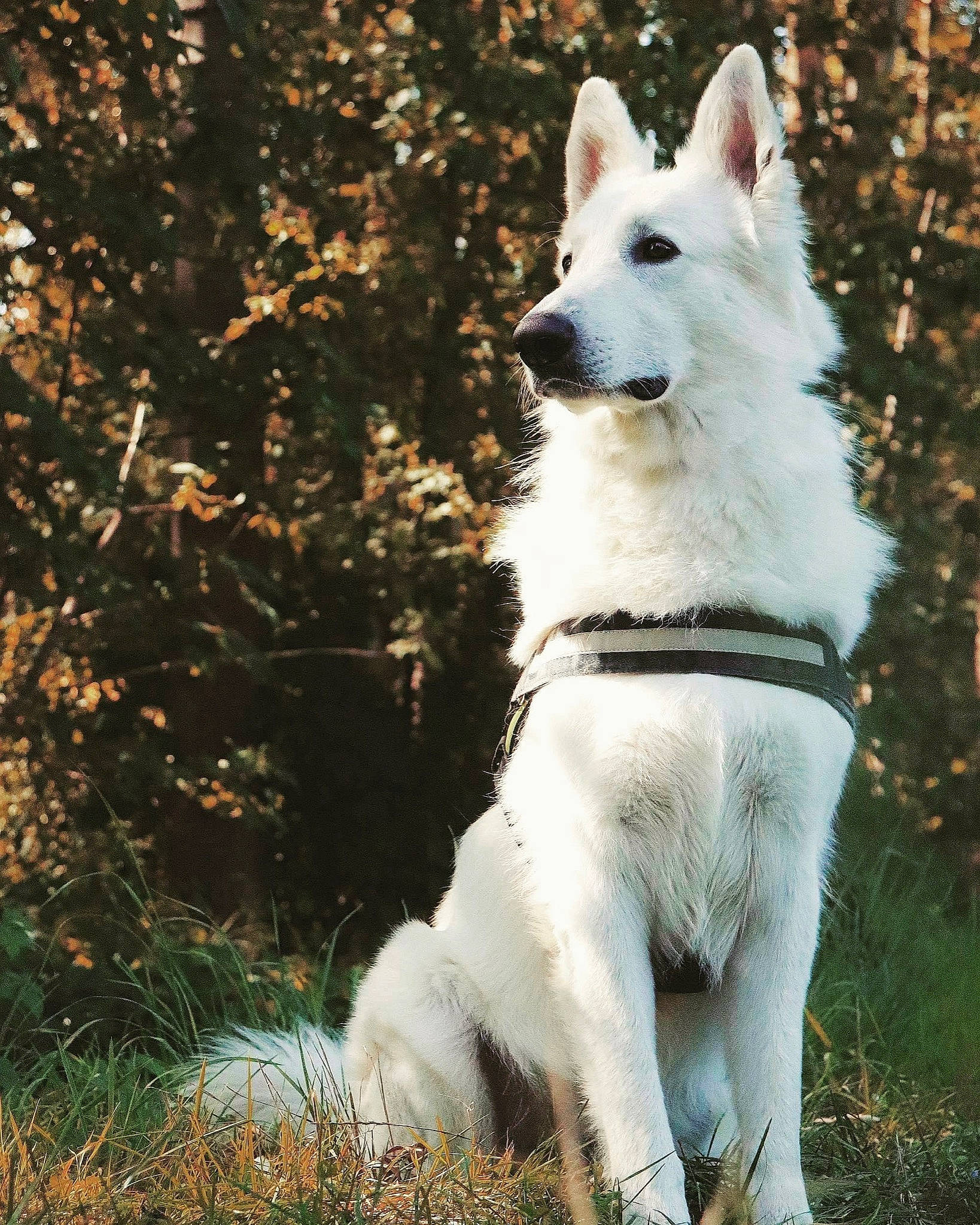 Menphis a rejoint le concours — aidez-le/la à gagner de superbes lots ! canidae, canis, carnivore, collar, companion_dog, dog, dog_breed, dog_collar, fashion_accessory, fawn, fur, grass, plant, snout, sporting_group, tail, terrestrial_animal, tree, wolf, working_animal