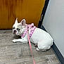 Cheekis is registered to the contest to win money with this photo: dog, french_bulldog, white_dog, pink_harness, pink_leash, wooden_floor, wooden_door, indoor, pet, animal, canine, leash, harness, resting, lying_down, looking_back, ears_up, wall, corner, flooring
