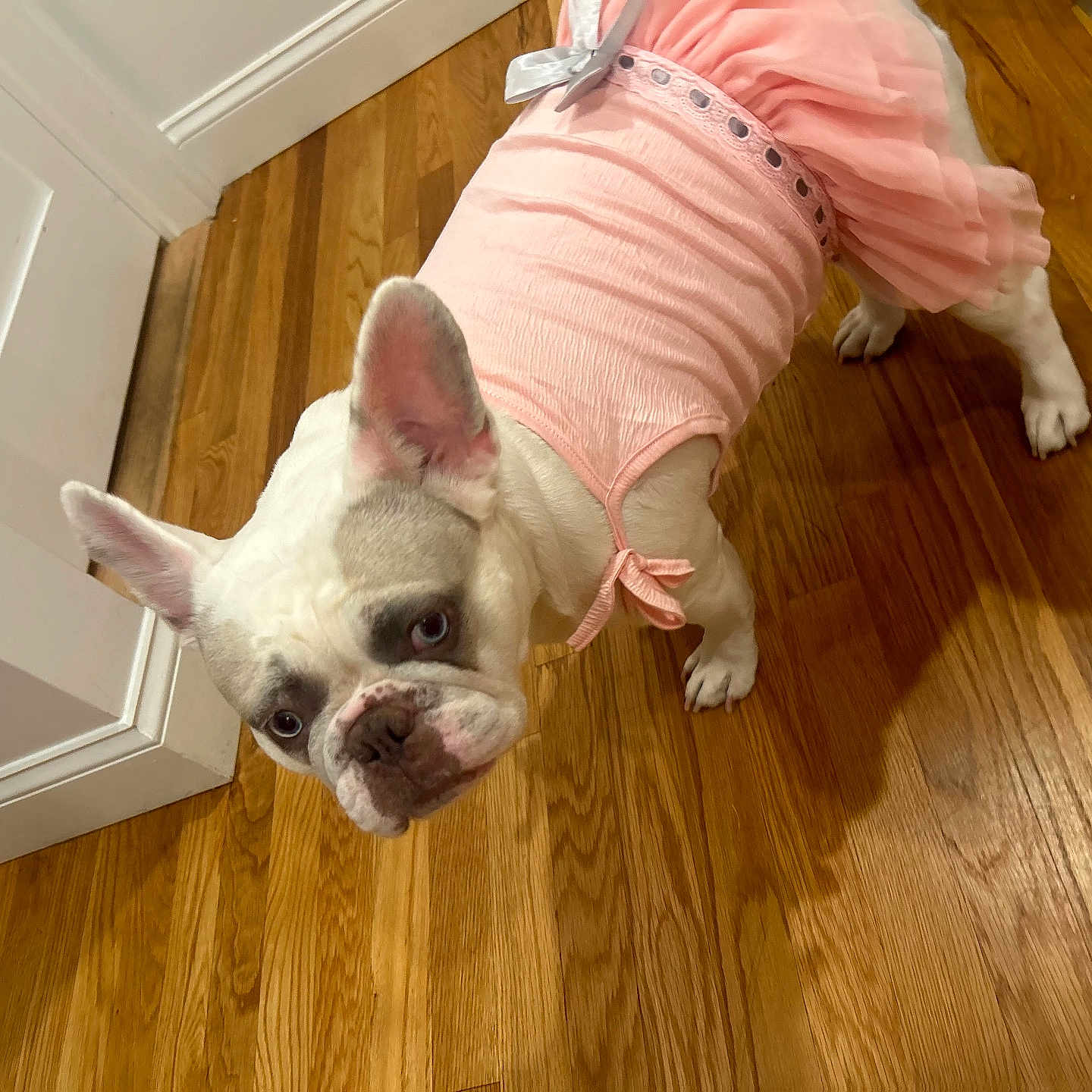 Cheekis joined the competition — help win amazing prizes! adorable, animal, clothing, costume, curious, cute, dog, domestic, ears, face, floor, french_bulldog, house, indoor, looking_up, pet, pink_dress, small_dog, standing, wooden_floor