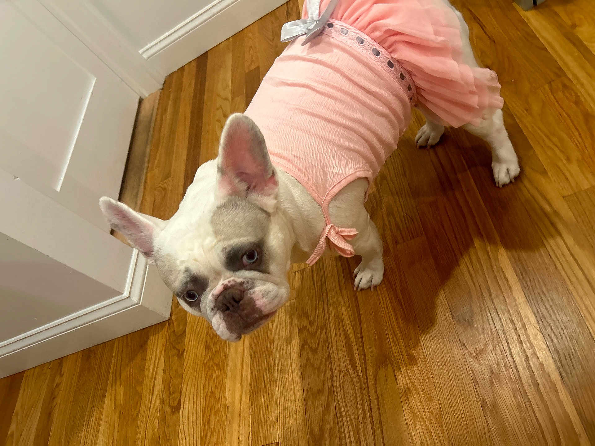 Cheekis joined the competition — help win amazing prizes! dog, french_bulldog, pet, indoor, wooden_floor, pink_dress, clothing, curious, animal, cute, small_dog, ears, face, standing, looking_up, domestic, house, floor, costume, adorable