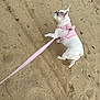 dog, white_dog, pink_harness, pink_leash, sand, footprints, outdoor, pet, walking, canine, animal, leash, side_view, curious, ears_up, daylight, nature, ground, texture, small_dog