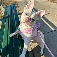 Cheekis joined the competition — help win amazing prizes! dog, french_bulldog, white_dog, blue_eyes, pink_harness, pink_leash, park_bench, sidewalk, outdoor, sunlight, shadow, curious, pet, canine, animal, paw, ears, leash, bench, daytime