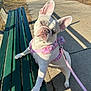 dog, french_bulldog, white_dog, blue_eyes, pink_harness, pink_leash, park_bench, sidewalk, outdoor, sunlight, shadow, curious, pet, canine, animal, paw, ears, leash, bench, daytime