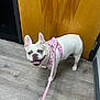Cheekis joined the competition — help win amazing prizes! dog, french_bulldog, white_dog, pet, harness, leash, indoor, wooden_floor, wooden_door, happy, tongue_out, looking_up, small_dog, ears_up, flooring, door, pink_harness, pink_leash, domestic_dog, canine