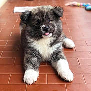 Piuma participe au concours pour gagner de l'argent avec cette photo : puppy, dog, fluffy, tongue_out, cute, pet, animal, floor, tile, indoor, young, fur, white_paws, brown_fur, black_fur, lying_down, looking_at_camera, adorable, small, mischievous