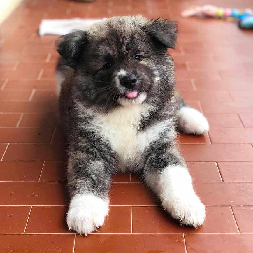 Piuma participe au concours pour gagner de l'argent avec cette photo : puppy, dog, fluffy, tongue_out, cute, pet, animal, floor, tile, indoor, young, fur, white_paws, brown_fur, black_fur, lying_down, looking_at_camera, adorable, small, mischievous