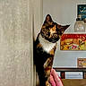 cat, calico_cat, curious, peeking, indoor, wall, couch, blanket, retro_sign, hamburger_sign, vintage_style, animal, pet, feline, brown, white, orange, cozy, home, decor