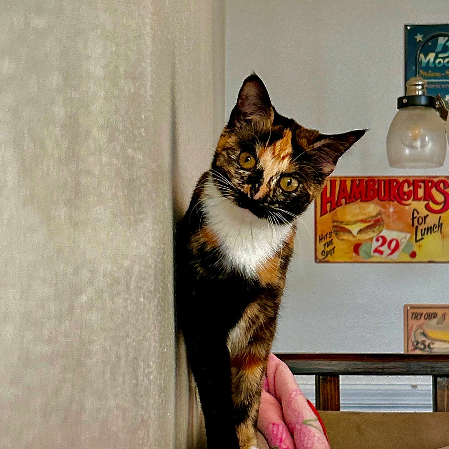 Pumpkin joined the competition — help win amazing prizes! cat, calico_cat, curious, peeking, indoor, wall, couch, blanket, retro_sign, hamburger_sign, vintage_style, animal, pet, feline, brown, white, orange, cozy, home, decor