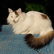 Gribouille participe au concours pour gagner de l'argent avec cette photo : cat, fluffy, white, brown_markings, tail, sunlight, shadow, texture, blue_surface, animal, pet, feline, outdoor, relaxed, resting, closeup, portrait, nature, quiet, peaceful