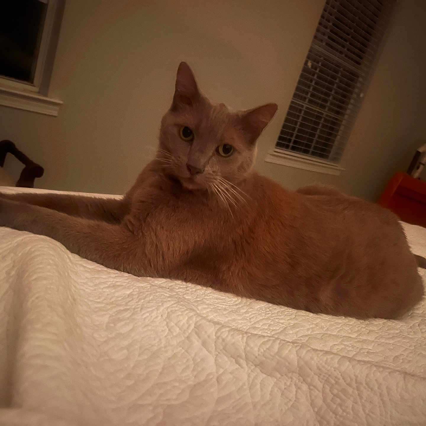 Tiger is registered to the contest to win money with this photo: animal, bed, bedroom, blanket, cat, cozy, domestic_cat, feline, fur, home, indoor, looking_at_camera, night, orange_cat, pet, quiet, relaxed, resting, white_blanket, window