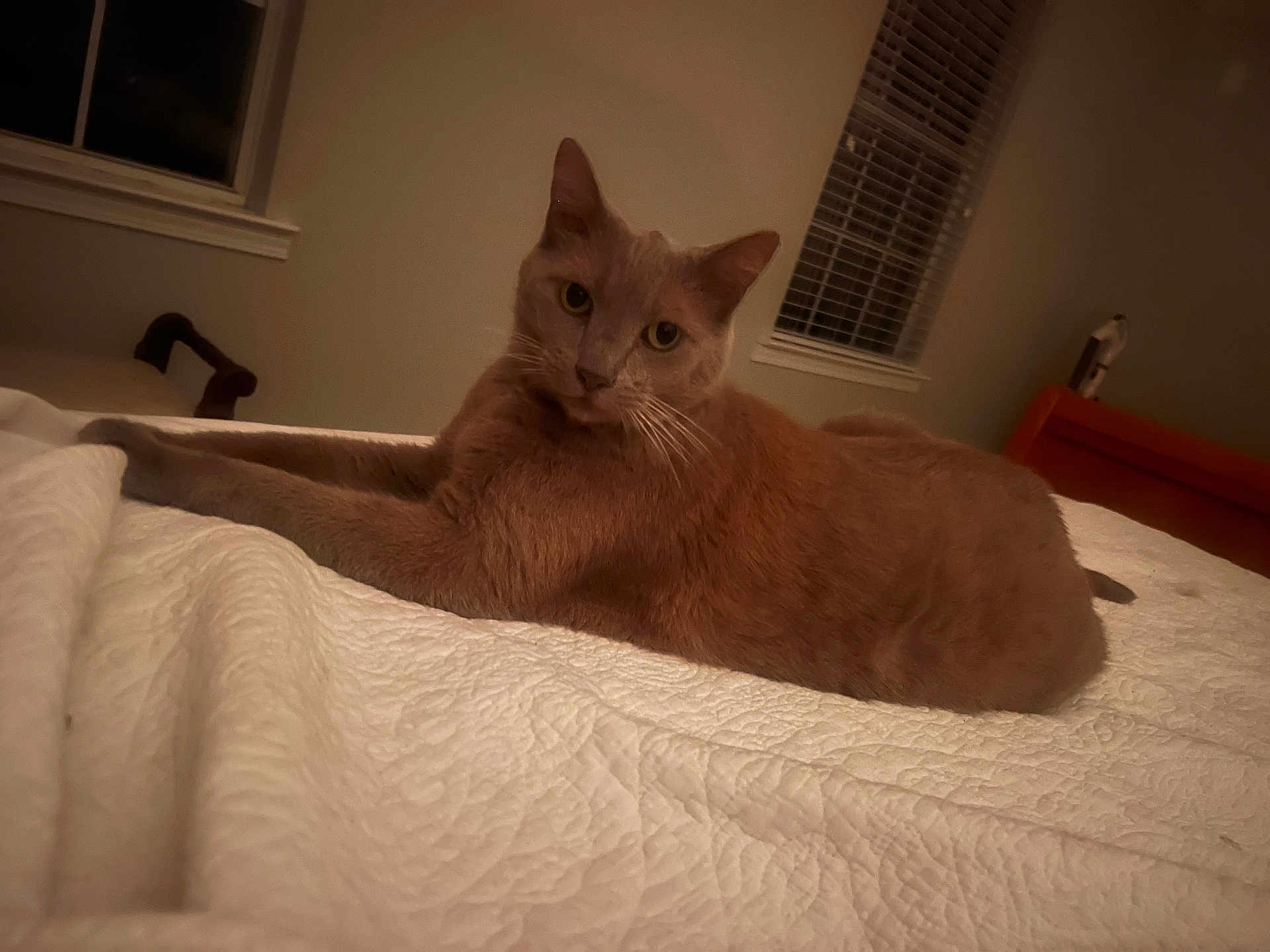 Tiger is registered to the contest to win money with this photo: cat, orange_cat, pet, indoor, bedroom, blanket, white_blanket, feline, fur, relaxed, animal, window, bed, resting, looking_at_camera, domestic_cat, quiet, home, cozy, night