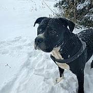 Pup Pup joined the competition — help win amazing prizes! dog, snow, outdoor, black_dog, white_fur, winter, cold, nature, animal, pet, forest, snowy_ground, leash, collar, canine, fur, alert, standing, daylight, scenery