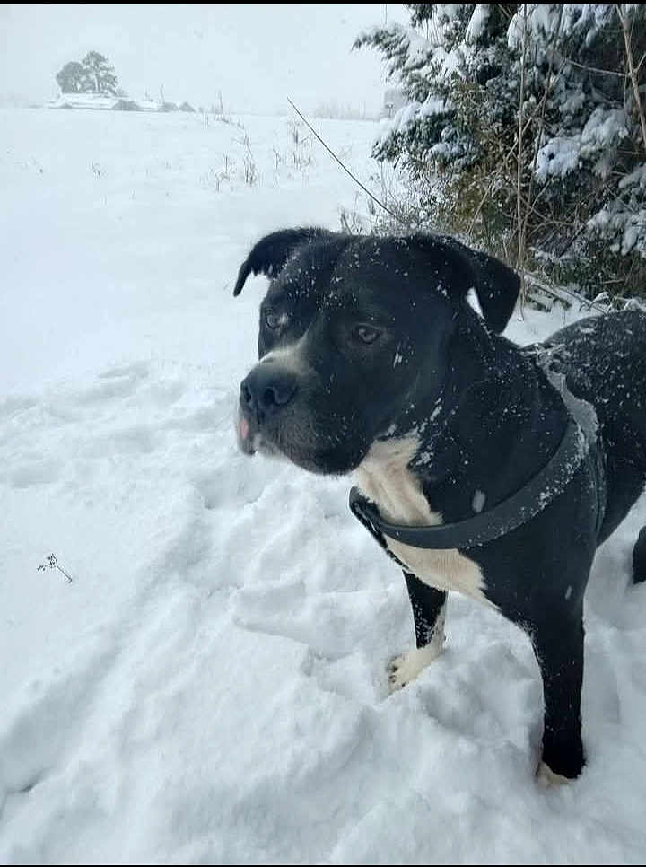 Pup Pup joined the competition — help win amazing prizes! dog, snow, outdoor, black_dog, white_fur, winter, cold, nature, animal, pet, forest, snowy_ground, leash, collar, canine, fur, alert, standing, daylight, scenery