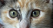 Alice joined the competition — help win amazing prizes! animal, cat, close_up, curious, cute, domestic_cat, ears, face, feline, fur, green_eyes, kitten, macro, muzzle, nose, pet, portrait, soft, whiskers, young