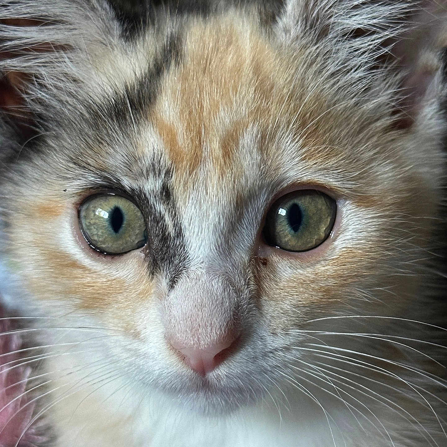 Alice