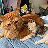 cat, kitten, orange_cat, sleeping, snuggling, bed, quilt, indoor, cozy, feline, pet, resting, cute, animal, fur, domestic_cat, companion, relaxed, cuddle, home