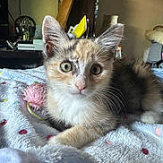 Alice is registered to the contest to win money with this photo: kitten, cat, animal, pet, feline, cute, indoor, blanket, soft, fur, whiskers, ears, eyes, resting, bedroom, cozy, toy, polka_dot, curious, young
