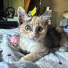 kitten, cat, animal, pet, feline, cute, indoor, blanket, soft, fur, whiskers, ears, eyes, resting, bedroom, cozy, toy, polka_dot, curious, young