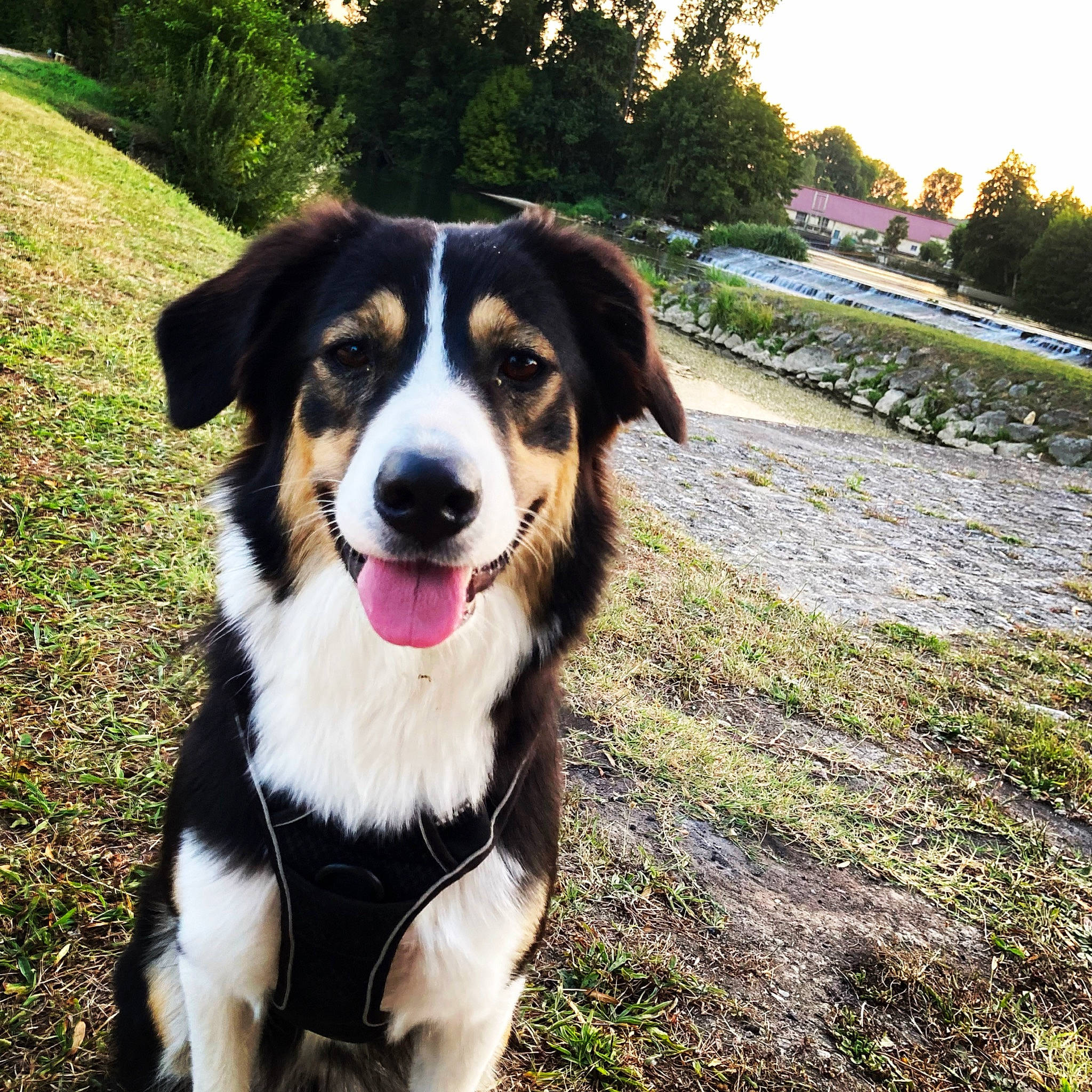Pearl participe au concours pour gagner de l'argent avec cette photo : australian_collie, bernese_mountain_dog, canidae, carnivore, collar, companion_dog, dog, dog_breed, fur, grass, herding_dog, plant, sky, snout, sporting_group, terrestrial_animal, tree, whiskers, working_animal, working_dog