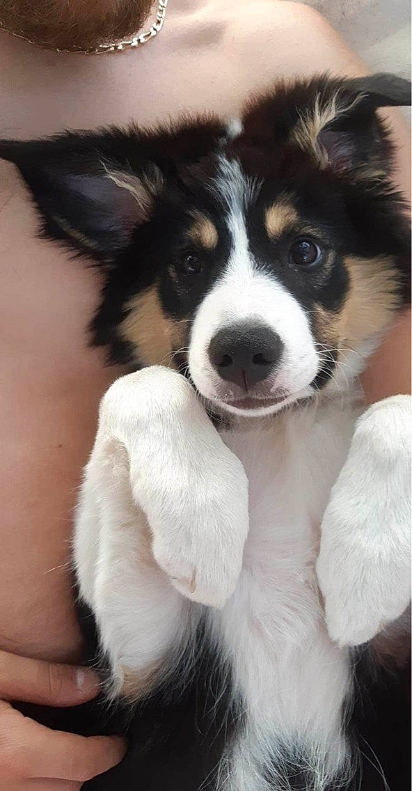 Pearl participe au concours pour gagner de l'argent avec cette photo : ancient_dog_breeds, australian_collie, australian_shepherd, border_collie, canidae, carnivore, companion_dog, dog, dog_breed, fur, herding_dog, snout, sporting_group, whiskers, working_animal, working_dog