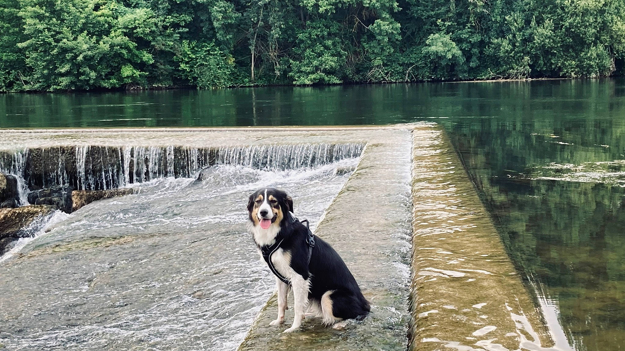 Pearl a rejoint le concours — aidez-le/la à gagner de superbes lots ! bank, body_of_water, carnivore, companion_dog, dog, dog_breed, grass, lake, landscape, leisure, natural_landscape, plant, recreation, sporting_group, tree, vertebrate, water, water_resources, watercourse, working_animal