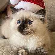 Mabel joined the competition — help win amazing prizes! adorable, animal, beige, blue_eyes, cat, christmas, close_up, cute, festive, fluffy, fur, hand, holiday, indoor, kitten, paws, pet, santa_hat, soft, whiskers