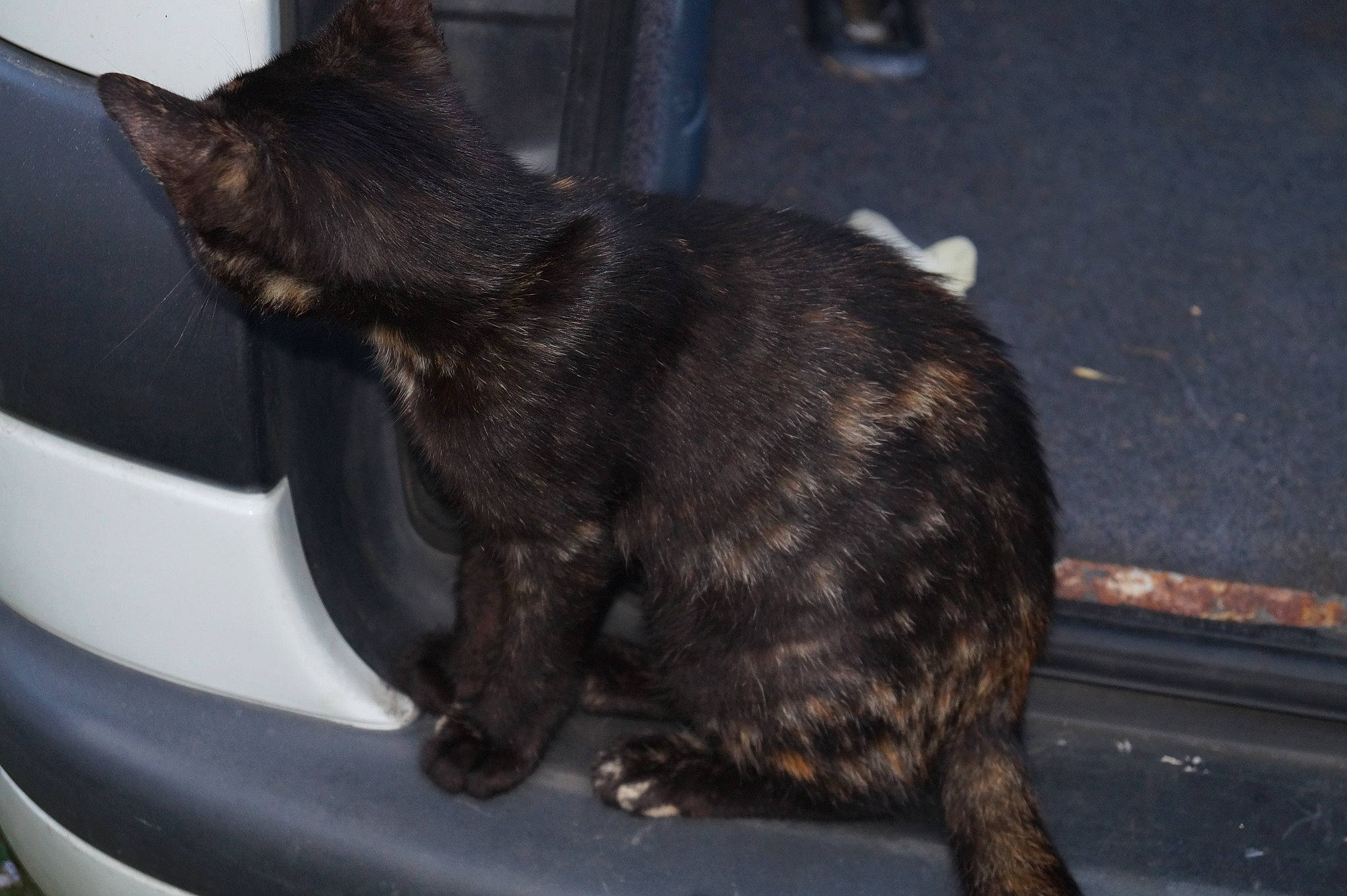 Sushi a rejoint le concours — aidez-le/la à gagner de superbes lots ! auto_part, automotive_exterior, automotive_lighting, automotive_tire, bumper, carnivore, cat, claw, domestic_short_haired_cat, felidae, fender, fur, motor_vehicle, paw, small_to_medium_sized_cats, snout, tail, whiskers, window, windshield