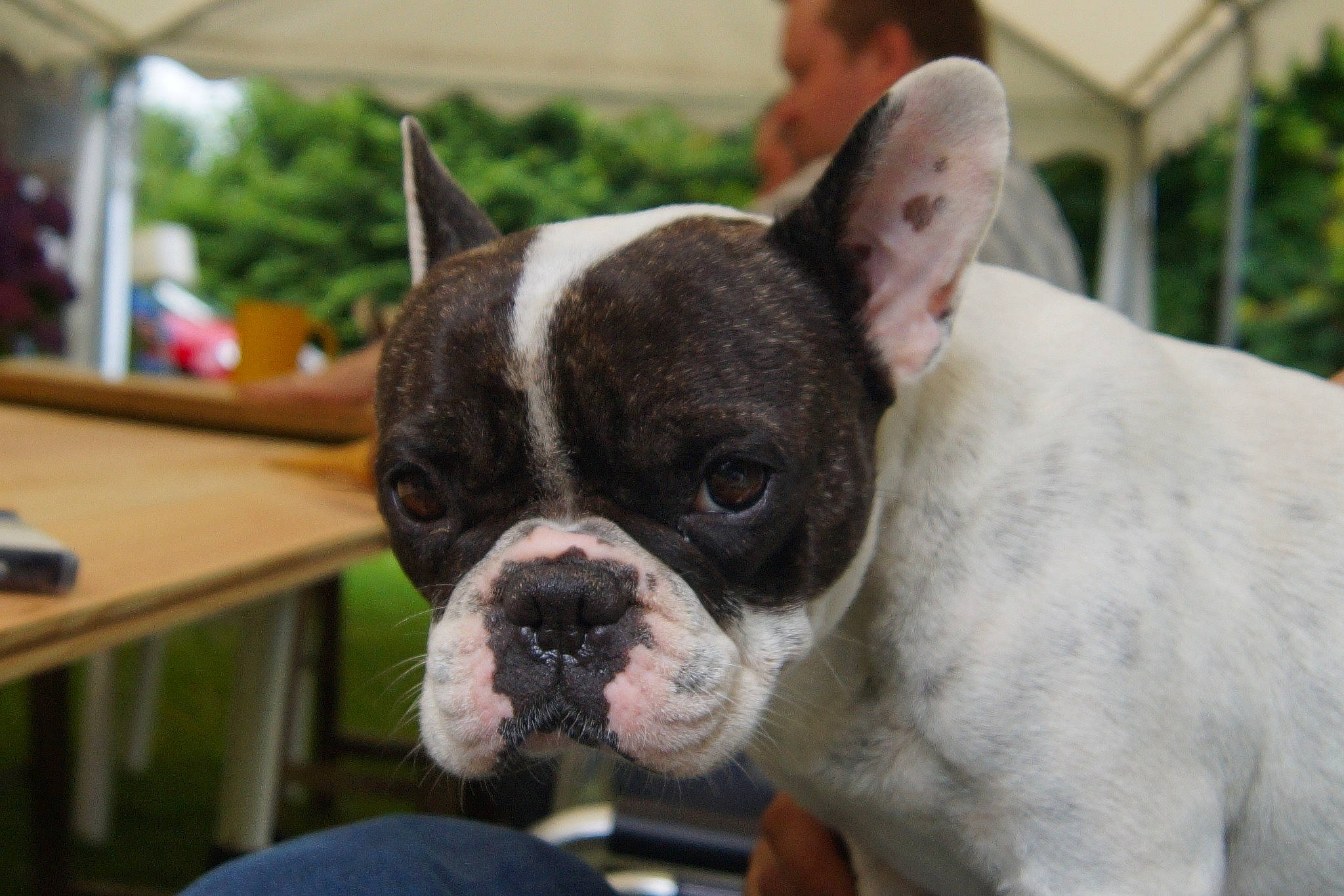 Isis a rejoint le concours — aidez-le/la à gagner de superbes lots ! bulldog, canidae, carnivore, collar, companion_dog, dog, dog_breed, ear, fawn, french_bulldog, grass, non_sporting_group, snout, sporting_group, table, terrestrial_animal, toy_dog, whiskers, working_animal